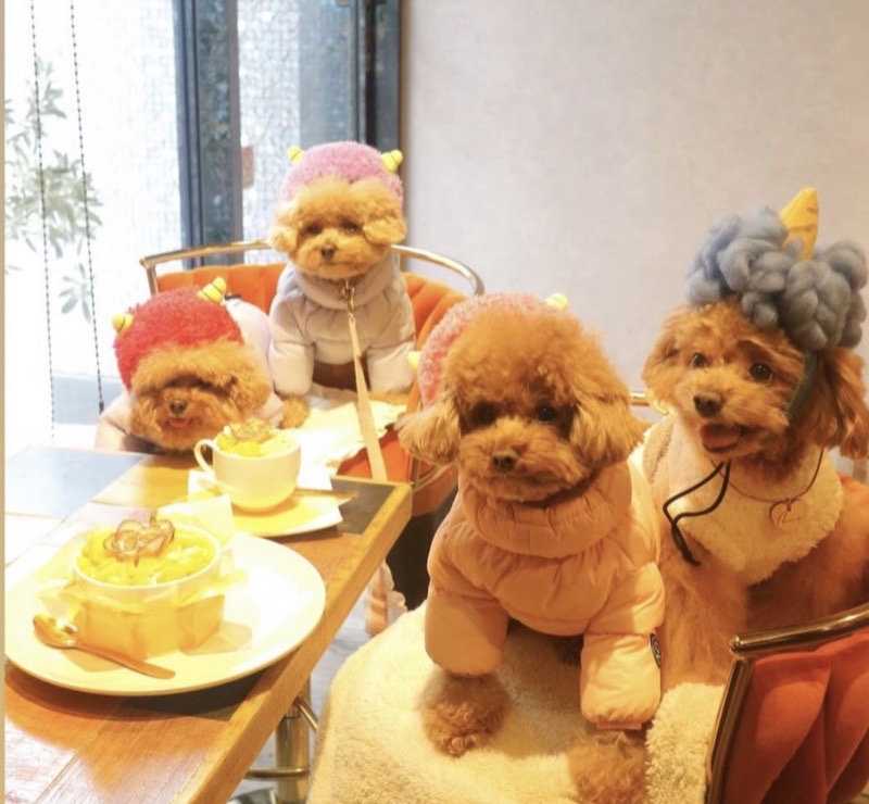 大阪・南堀江のペット同伴カフェで過ごすわんちゃんたち