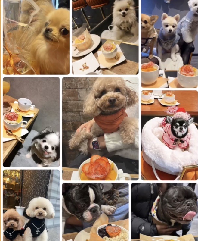 大阪・堀江 HILLS BOWLでカフェ時間を楽しむわんちゃんたち