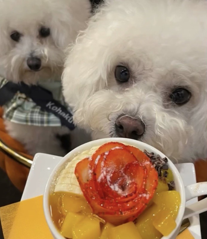 大阪・堀江 HILLS BOWLでアサイーボウルと過ごすわんちゃん