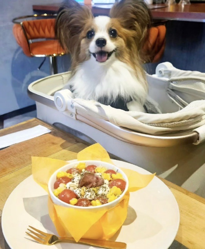 大阪・堀江 HILLS BOWLでサラダボウルと過ごすわんちゃん